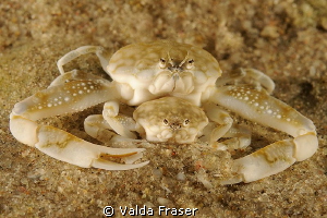 Mating pebble crabs. by Valda Fraser 